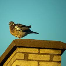 Birds love to nest inside chimneys because they offer some protection from predators and are warmer than outside in early spring due to warm house air rising into the flue. Dangers Of Bird Droppings In Chimney The Blog At Fireplacemall