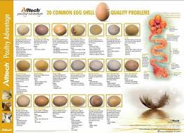Egg Shell Quality Problems Chicken Egg Colors Chickens