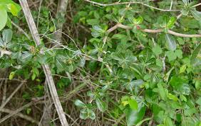 Image result for Manilkara mochisia