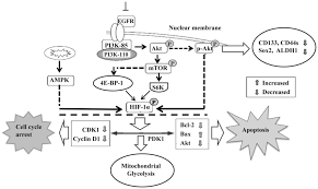 Hif vann mot falkenberg efter van den hurks hattrick. Advances In The Targeting Of Hif 1a And Future Therapeutic Strategies For Glioblastoma Multiforme Review