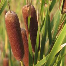 Image result for Typha