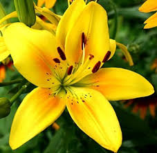 It is also commonly known as the. 1 Gorgeous Yellow Country Asiatic Lily Bulb Flowering Perennial Year After Year Buy Online In Luxembourg At Desertcart 86680203