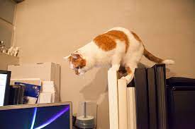 仕事部屋 どんころり にゃんこ 仕事部屋 おもしろ画像