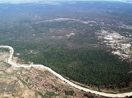 Image result for Acacia rovumae