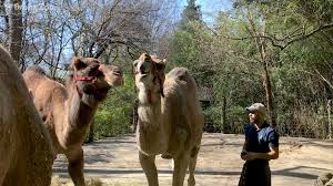 Riding camel at the bronx zoo., digital downloads and prints available from 3.22. Bronx Zoo Bronx Zoo Camel Barn Facebook