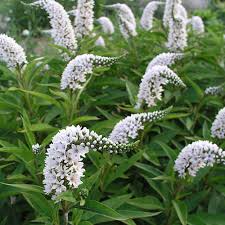 Image result for Lysimachia