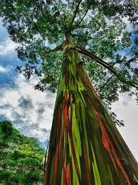 16 Of The Most Magnificent Trees In The World Rainbow Eucalyptus Tree Rainbow Eucalyptus Tree Hawaii Rainbow Eucalyptus