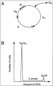 We would like to show you a description here but the site won't allow us. Tumor Necrosis Factor Induces Doxorubicin Resistance To Lung Cancer Cells In Vitro The Journal Of Thoracic And Cardiovascular Surgery