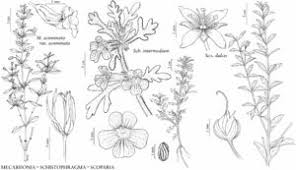 Image result for Scoparia