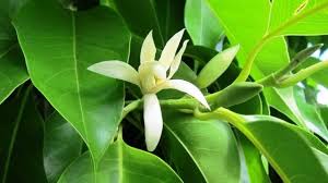Find calories, carbs, and nutritional contents for bunga cempaka and over 2,000,000 other foods at myfitnesspal.com. Berbagai Jenis Bunga Cempaka Yang Populer Di Indonesia Different Types Of Cempaka Flowers Are Popular In Indonesia Steemit