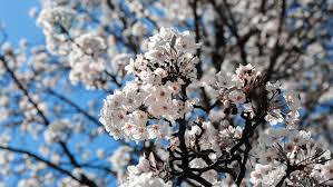 416 decorative pear tree products are offered for sale by suppliers on alibaba.com, of which artificial plant accounts for 2%, holiday lighting there are 62 suppliers who sells decorative pear tree on alibaba.com, mainly located in asia. The Bradford Pear Is It The Right Tree For You Arbor Day Blog