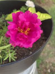 Image result for Portulaca centrali-africana