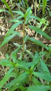 Image result for Hygrophila okavangensis