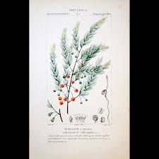 Image result for Asparagus petersianus