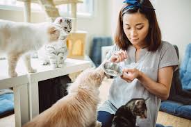 What To Know Before Making Your Own Pet Food According To A Veterinary Nutritionist In 2020 Pet Sitters Cat Sitter Cat Love