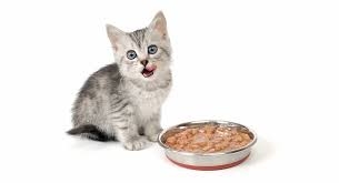 It's not that easy to find the best kitten food for your little ball of fur! Best Kitten Food The Top Wet And Dry Kitten Foods