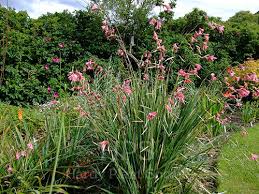 Image result for Gladiolus ecklonii