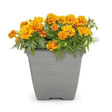 1 Gallon Multicolor Marigold In Planter L16569 Lowes Com Planters Planting Marigolds Hanging Plants