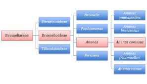 Pineapple Classification