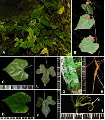 Image result for Zehneria scabra