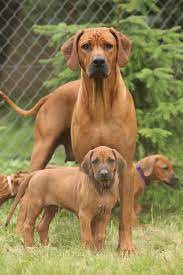 Rhodesian ridgebacks are playful and powerful dogs who are extremely loyal and loving towards their family. Seriose Rhodesian Ridgeback Zuchter Finden Rhodesianridgeback De