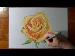 How I Draw A Yellow Rose Roses Drawing Flower Drawing Yellow Roses