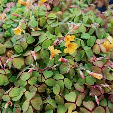 Image result for Oxalis purpurascens