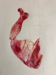 Floral heart watercolor,anatomy,flowers,bloom where you are planted,quote,modern decoration,wall art,drawing,illustration,original gift,love. Pencil Sk H Of Human Heart Novocom Top
