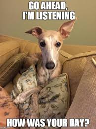 In contrast, buying mini italian greyhound from breeders can be prohibitively expensive. Italian Greyhound Puppies For Sale Adoptapet Com