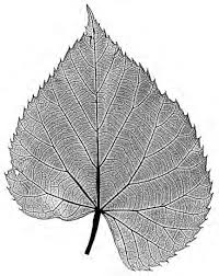 Image result for Tannodia swynnertonii