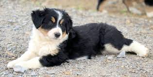 They're also smart, friendly, loving, sociable, and loyal. Tessa Bernese Mountain Dog Mix Puppy For Sale Keystone Puppies