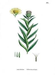 Image result for Inula