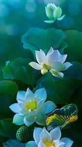 Flowers Wallpapers S11 Note 11 In 2020 Lotus Flower Wallpaper Lotus Flower Pictures Flower Pictures