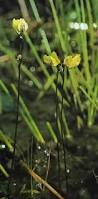 Image result for Utricularia  minor