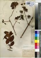 Image result for Combretum cinereopetalum