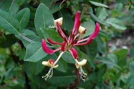 Cut at the base of the shoot on the main stem. Peaches And Cream Honeysuckle Lonicera Periclymenum Peaches And Cream In Burlington Waterdown Dundas Ontario Ontario On At Connon Nurseries