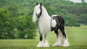 Further, an imported gypsy, particularly from the u.k., will cost you even more. Horse Breed Gypsy Horse