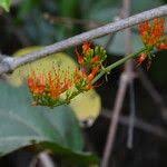 Image result for Combretum paniculatum