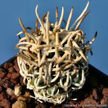 Image result for Nesaea pedroi