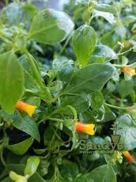 Cuphea micropetala is suited to beginning gardeners, since the plant requires little care this vine is a prolific bloomer that has flowers from late spring to late fall. Manettia Candy Corn Vine Lot Of 2 Starter Plants Sandy Nursery Online