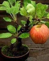 A bonsai fruit tree is an actual standard fruit tree that has been trained to grow into a miniature size. Apple Bonsai At Rs 3000 Piece à¤«à¤² à¤• à¤ª à¤§ à¤«à¤² à¤• à¤ª à¤§ à¤« à¤° à¤Ÿ à¤ª à¤² à¤Ÿ à¤¸ à¤« à¤° à¤Ÿ à¤ª à¤² à¤Ÿ We Bonsai Visakhapatnam Id 14519316855
