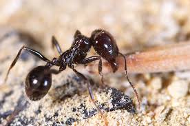 Get free shipping on qualified termites pest control or buy online pick up in store today in the outdoors department. Sigma Pest Control King George Pest Control Services