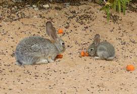 • can rabbits have beetroot leaves? Can Rabbits Eat Carrots And Carrot Tops Truth Revealed