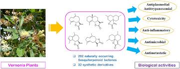 Image result for Vernonia zanzibarensis