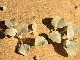 Image result for Arctotheca populifolia