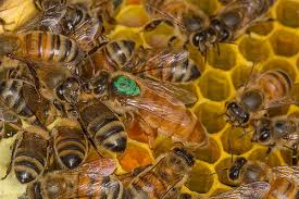 Queen Marking Colours Torbay Beekeepers