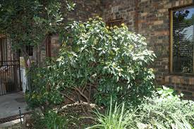Image result for Psychotria cinerea