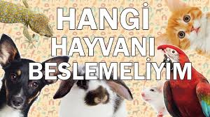 Hangi Evcil Hayvani Beslemeliyim Evcil Hayvan Beslemek Youtube