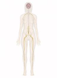 Nervous system brain diagram blank free wiring for you yksd biology chapter 8 lesson 5 how the nervous system controls blank diagram of the brain aof com studying nerves system graphics and pictures nervous blank nerve diagram. Nervous System Nervous System Anatomy Nervous System Diagram Human Body Organs