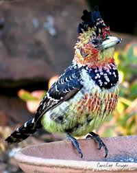 Birds Of A Feather Movie 2018 Pin De Del Tapusoa Em Colorful Bird Passaros Coloridos Imagens De Aves Passaros Exoticos
